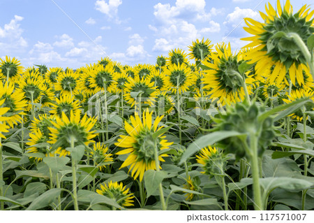  說到夏天的花朵，黃色的向日葵 117571007