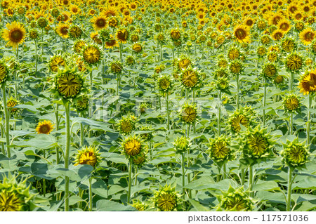 Lots of sunflowers Lots of sunflowers 117571036