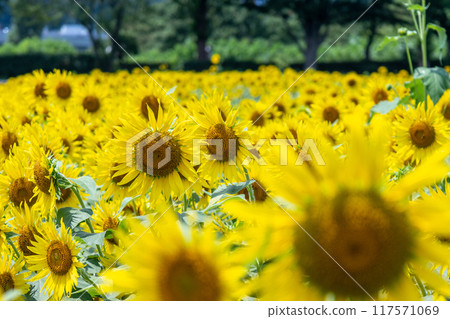 Sunflower field in full bloom 117571069