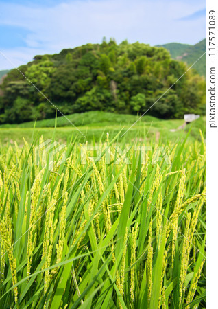 鄉村景觀與年輕的稻穗 117571089