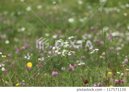 公園裡花盛開 公園裡花盛開 117571130