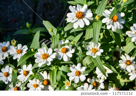 百日草 百日草 117571132