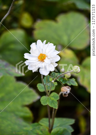 打破碗花花 打破碗花花 117571133