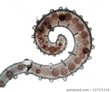 spherical spiral virus on the alpha isolated transparent background 117571154