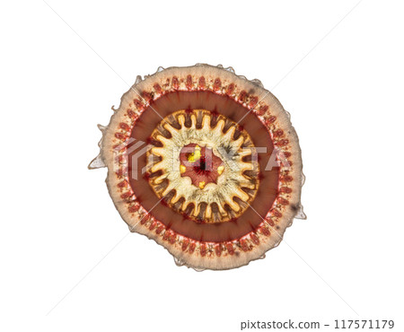 spherical spiral virus on the alpha isolated transparent background 117571179