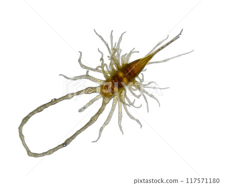 spherical spiral virus on the alpha isolated transparent background 117571180