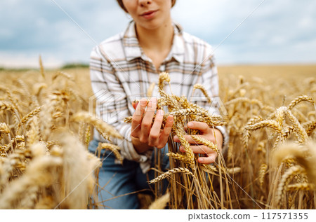 A young woman farmer sorts through golden ripe ears of wheat in the field. Gardening concept. 117571355