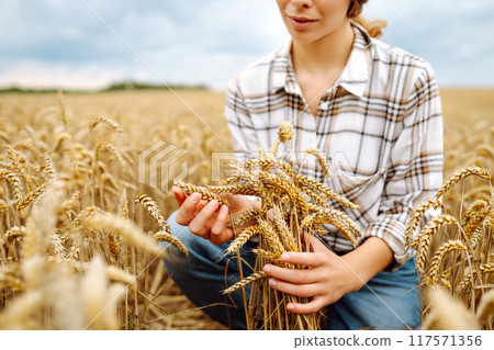 A young woman farmer sorts through golden ripe ears of wheat in the field. Gardening concept. 117571356