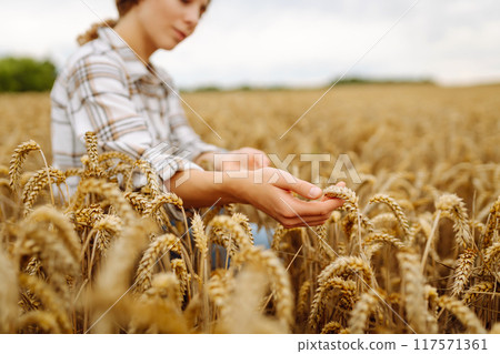A young woman farmer sorts through golden ripe ears of wheat in the field. Gardening concept. A young woman farmer sorts through golden ripe ears of wheat in the field. Gardening concept. 117571361