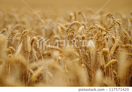 Ripe wheat field at sunset. Ears of golden wheat close up. Beautiful summer nature background. Ripe wheat field at sunset. Ears of golden wheat close up. Beautiful summer nature background. 117571420