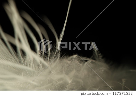 Blue texture abstract on black background, bird feather, dark background, warm light Blue texture abstract on black background, bird feather, dark background, warm light 117571532