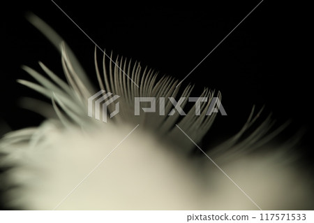 Blue texture abstract on black background, bird feather, dark background, warm light Blue texture abstract on black background, bird feather, dark background, warm light 117571533