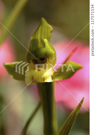 A vibrant yellow flower blooming in the morning sun A vibrant yellow flower blooming in the morning sun 117571534