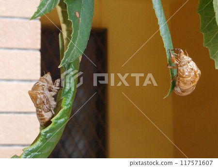 成功蛻皮的蟬蛻下的殼 成功蛻皮的蟬蛻下的殼 117571607