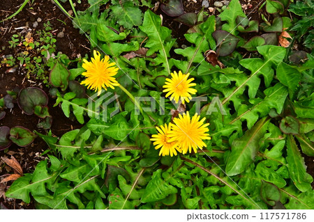 Dandelion 117571786