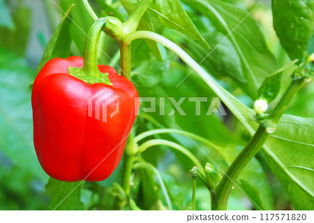 Home garden (paprika) 117571820