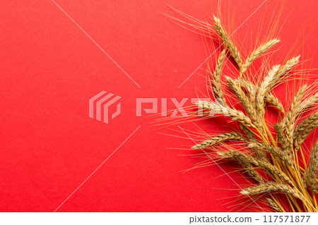 Sheaf of wheat ears close up and seeds on colored background. Natural cereal plant, harvest time concept. Top view, flat lay with copy space. world wheat crisis 117571877