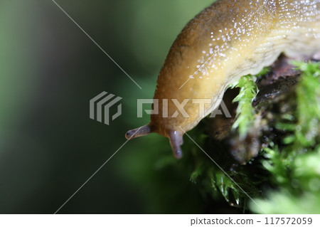 animal, moss, snail 117572059