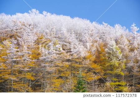Autumn foliage and frost on the Japanese larch trees at Mount Asama, Kago-no-toge Autumn foliage and frost on the Japanese larch trees at Mount Asama, Kago-no-toge 117572378