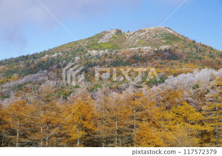 Autumn foliage and frost on the Japanese larch trees at Mount Asama, Kago-no-toge 117572379
