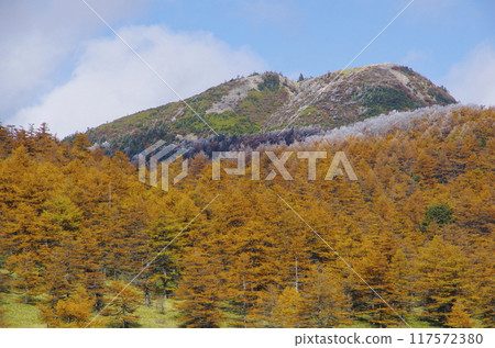 Autumn foliage and frost on the Japanese larch trees at Mount Asama, Kago-no-toge Autumn foliage and frost on the Japanese larch trees at Mount Asama, Kago-no-toge 117572380