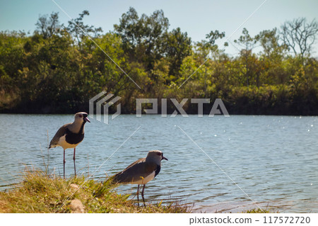 couple of Southern Lapwing, Vanellus chilensis, on grassy field by lake couple of Southern Lapwing, Vanellus chilensis, on grassy field by lake 117572720