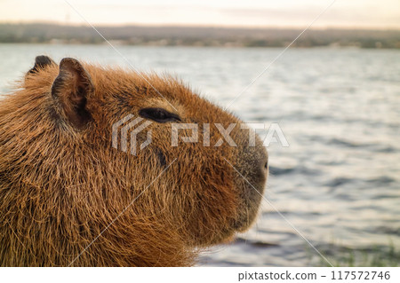 closeup view of adult capybara, Hydrochoerus hydrochaeris, on the edge of lake closeup view of adult capybara, Hydrochoerus hydrochaeris, on the edge of lake 117572746