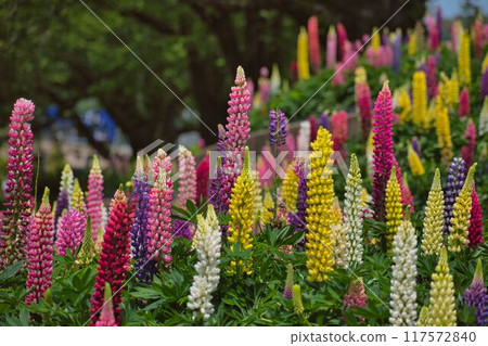 Lupine clinging to the cliff Lupine clinging to the cliff 117572840