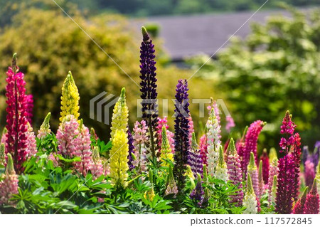 Lupines on the top of the flowerbed Lupines on the top of the flowerbed 117572845