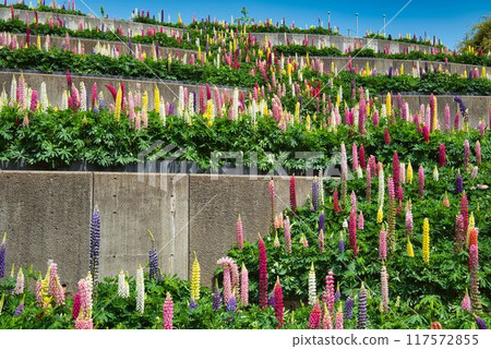 Lupine galore Lupine galore 117572855