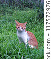 Photo of a cat standing in the grass 117572976