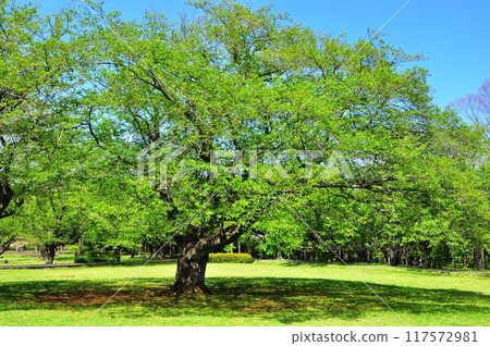Fresh green cherry trees and lawn area at Oba Castle Ruins Park in Fujisawa City 117572981