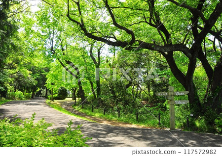 Fujisawa City: Walking paths and fresh greenery at Oba Castle Ruins Park Fujisawa City: Walking paths and fresh greenery at Oba Castle Ruins Park 117572982