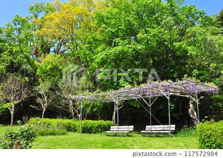 藤澤市大城跡公園，紫藤花架盛開，綠意盎然 117572984