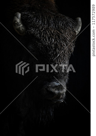 美洲野牛 117572989