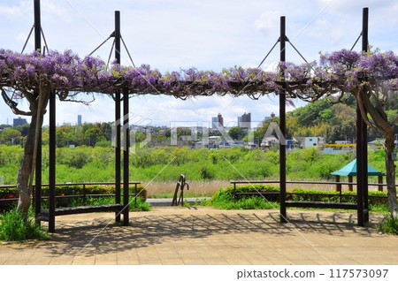 藤澤市富士路、引地川親水公園步道,紫藤盛開,大場街景 藤澤市富士路、引地川親水公園步道,紫藤盛開,大場街景 117573097