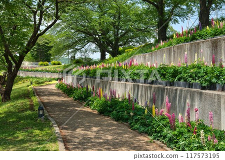 Sunlight filtering through the trees and the Lupine Promenade 117573195