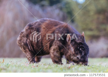 Sick Wombat with Mange in Australia Sick Wombat with Mange in Australia 117573531