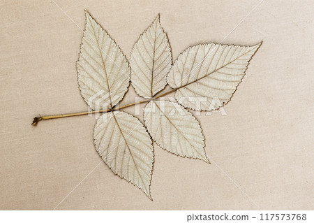 Pressed leaf rests on paper surface, natural patterns, textures Pressed leaf rests on paper surface, natural patterns, textures 117573768