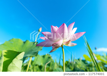 Lotus flowers and midsummer blue sky 117574001