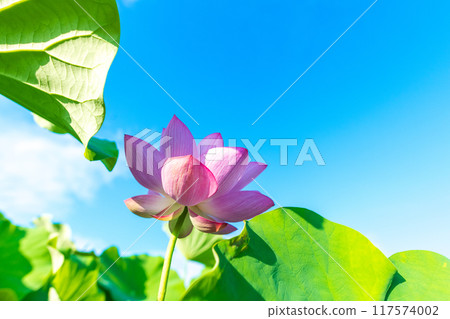 Lotus and blue sky Lotus and blue sky 117574002