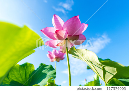蓮花和晴空 117574003