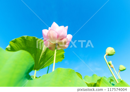 從下面看荷花和仲夏藍天 117574004