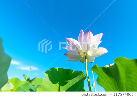 蓮花在藍天的映襯下綻放 117574005