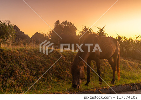 Landscape with Yonaguni horse 117574102