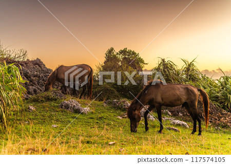 Landscape with Yonaguni horse 117574105