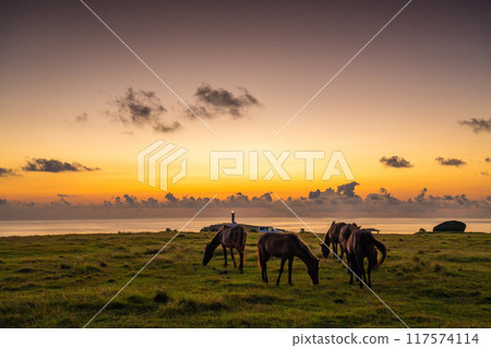 Yonaguni horses and Higashizaki Lighthouse at dawn 117574114