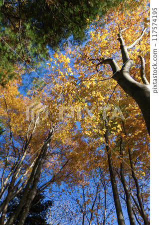 Scenery of the autumnal forest Scenery of the autumnal forest 117574195