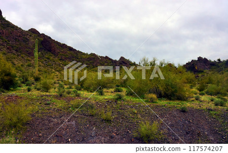 Sonora Desert Arizona Picacho Peak State Park 117574207