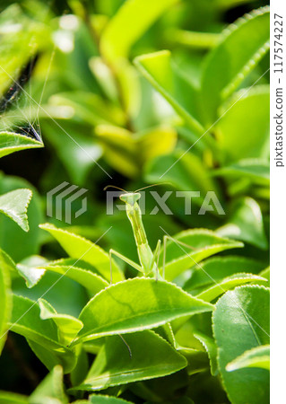 A praying mantis emerges from the leaves of a tree 117574227